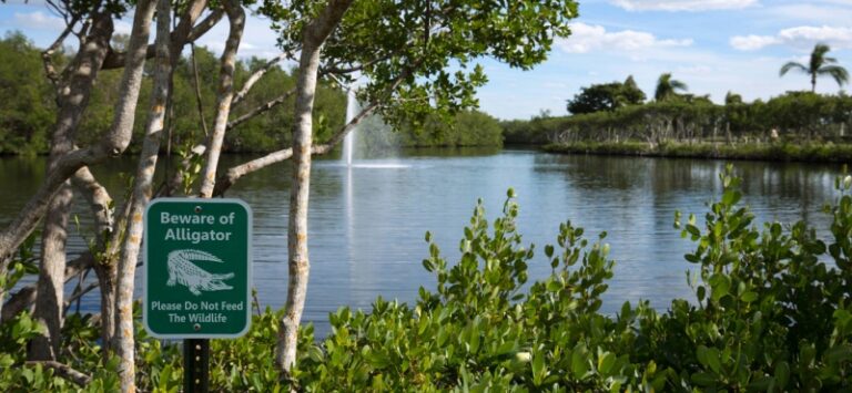 Woman’s Family Files Wrongful Death Lawsuit After Alligator Attack ...