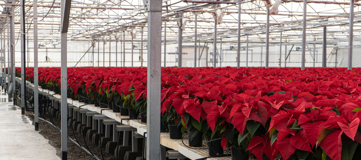 Featured image for “Poinsettia Crop Damage Product Liability Case Results in Confidential Settlement”